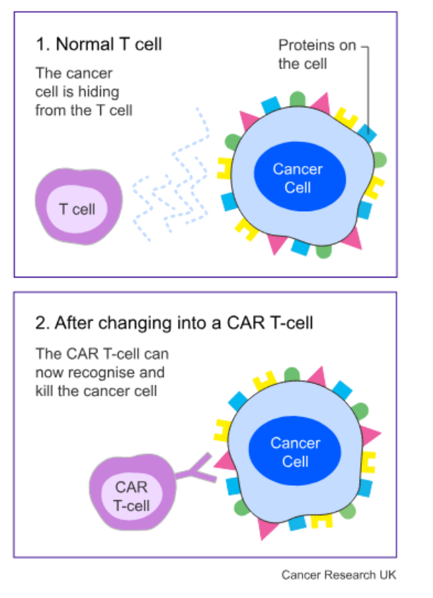Normal T cell vs engineered CAR-T cell recognising a cancer cell